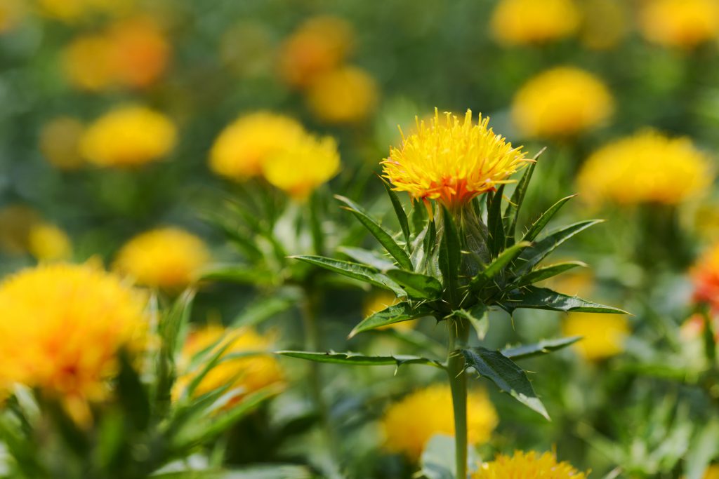 Yamagata Safflower - Expedition Japan