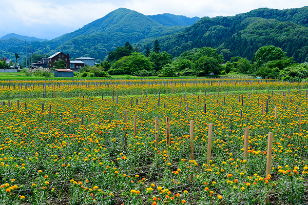 紅花畑の景観 日本遺産 山寺と紅花