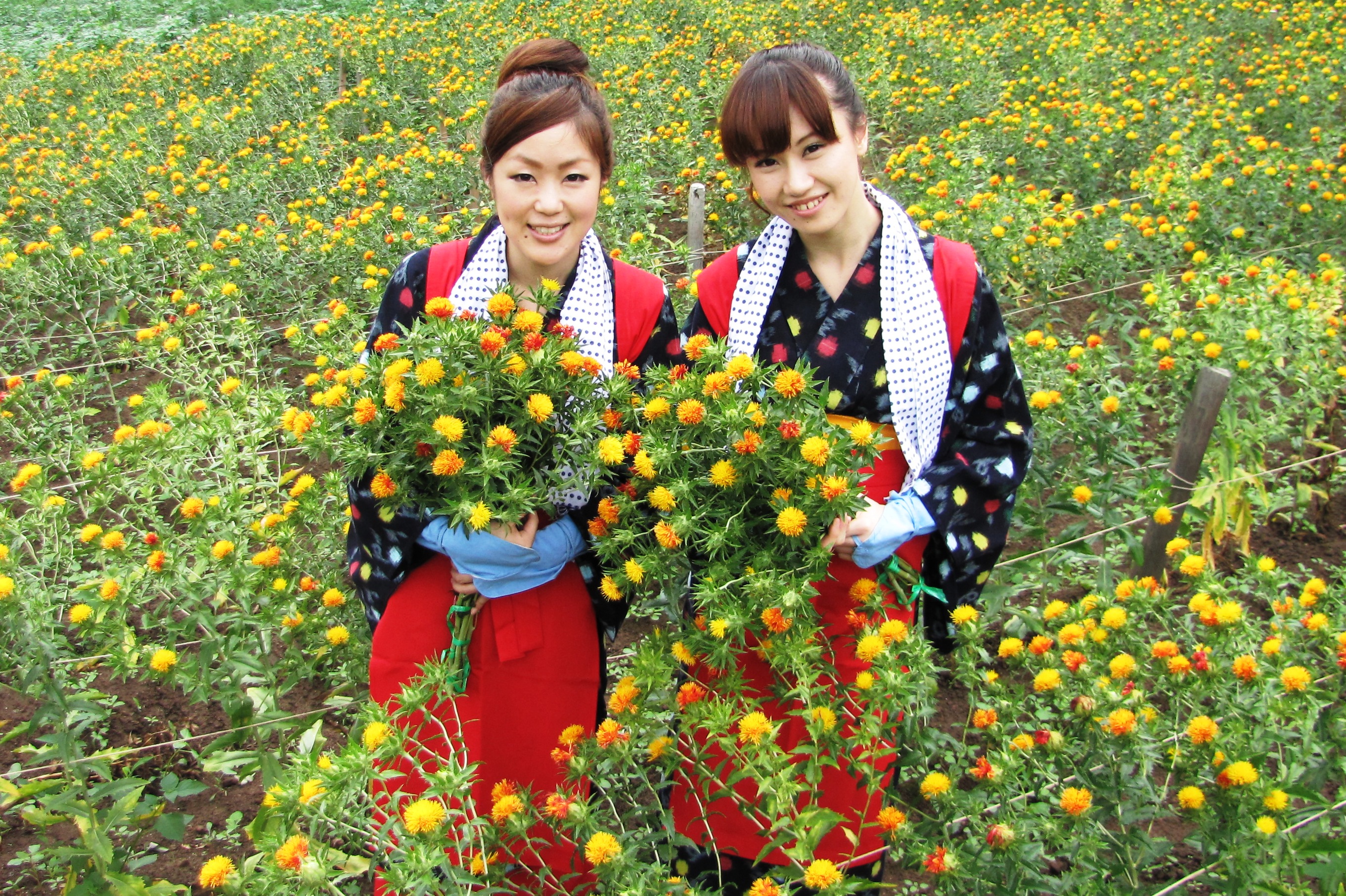 日本遺産 山寺と紅花 山形の紅花まつり19