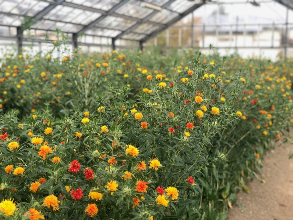 驚きの光景 河北町紅花資料館では紅花が満開です 日本遺産 山寺と紅花